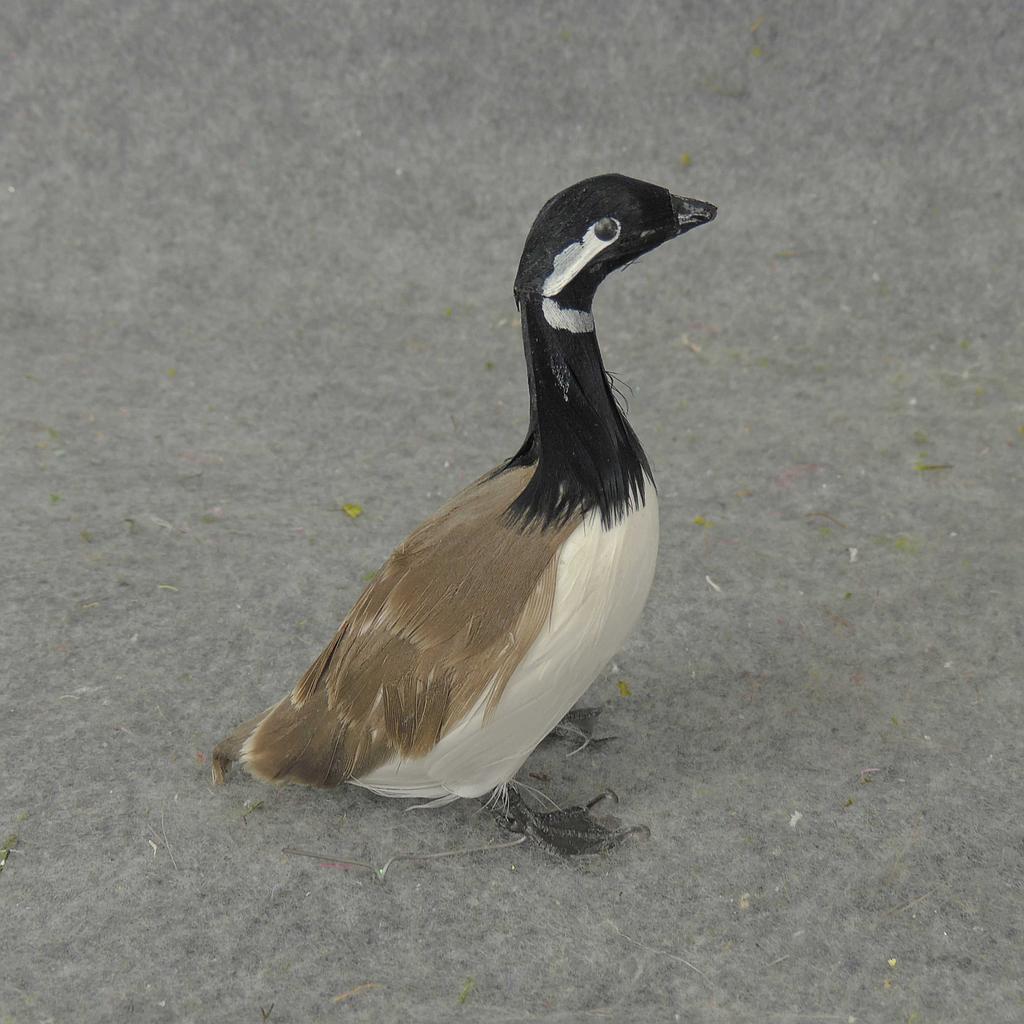 [B66738] 5" GOOSE CANADIAN FEATHERED