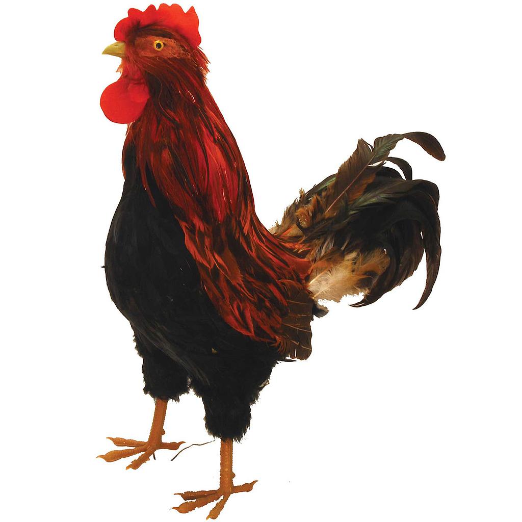 [B907NA] 19" ROOSTER NATURAL FEATHERED