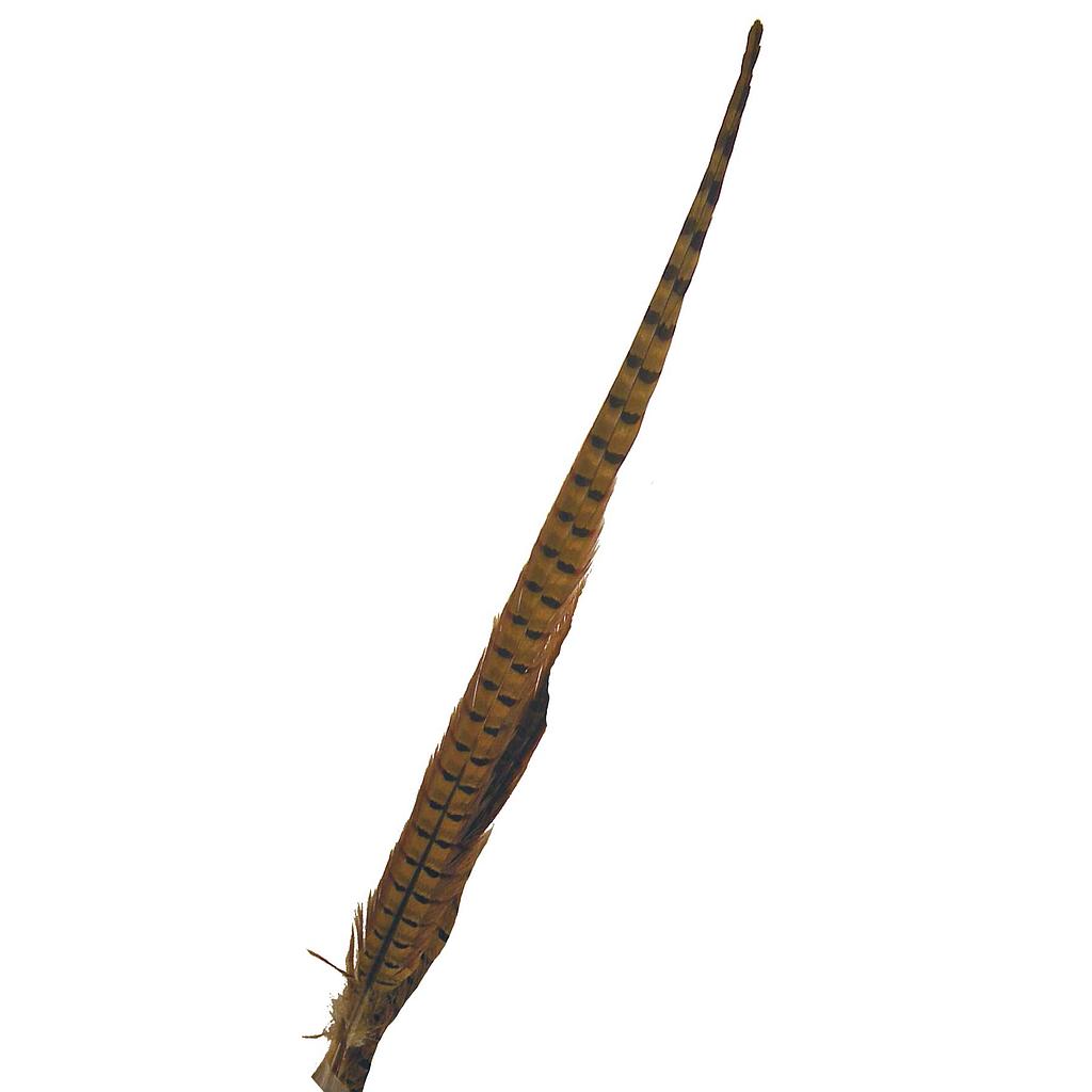 [BF-2] 20" -22" FEATHERS PHEASANT (6 PC PK)