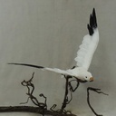SEAGULL 9.5" x 18" FEA/FLOCKED