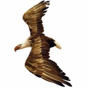 EAGLE 17&quot;  NATURAL FLYING