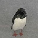 9" PENGUIN FEATHERED