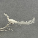 11" CURLY TAIL PEACOCK W/MICA  WHITE