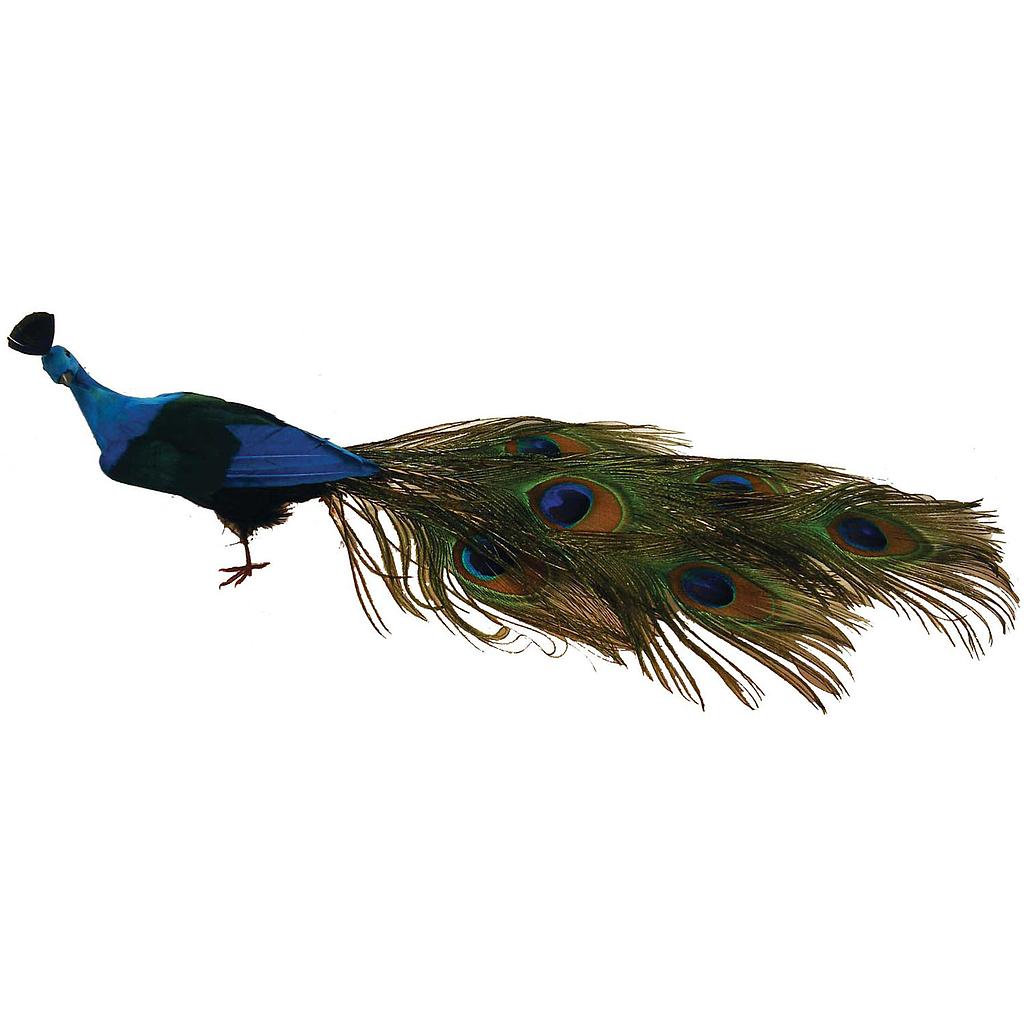 [B66733] 22" PEACOCK CLOSED TAIL FEA