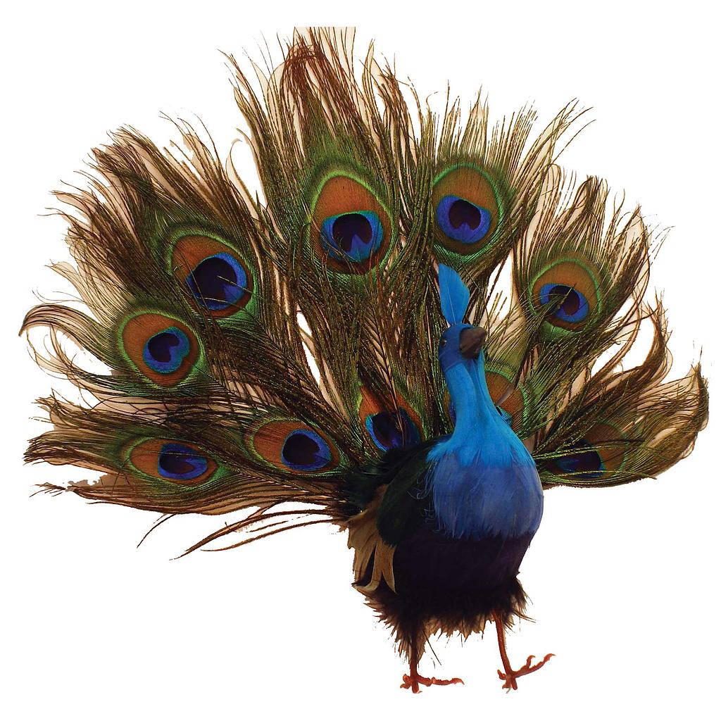 [B66735] 10" PEACOCK OPEN TAIL FEATHERED