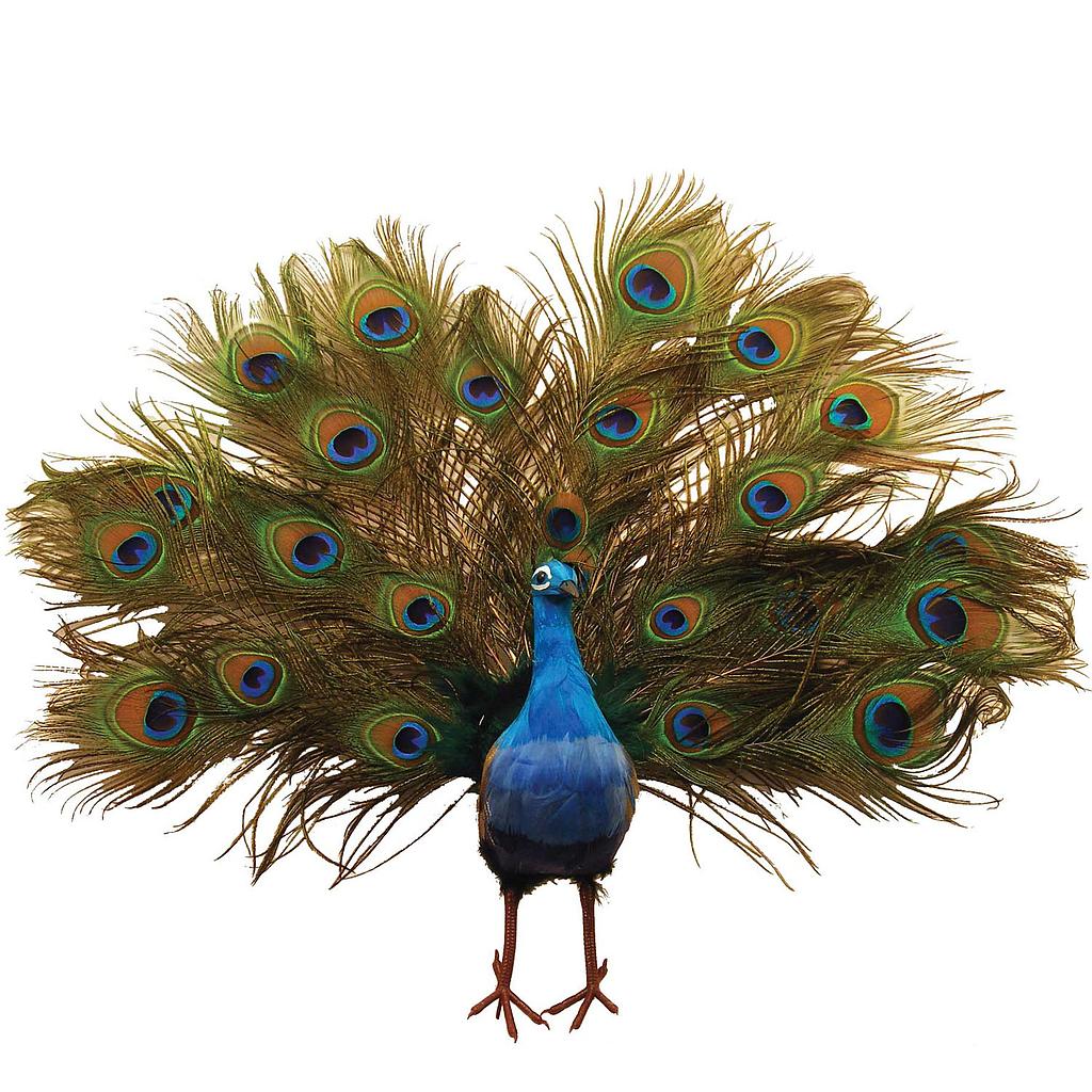 [B66740] 22" PEACOCK OPEN TAIL FEATHERED