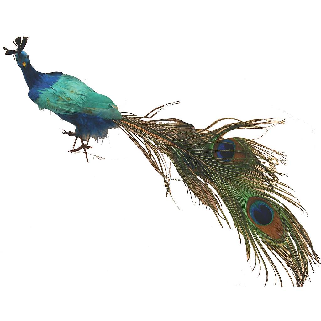 PEACOCK 16&quot; CLOSE TAIL FEATHERD PEACOCK TAIL