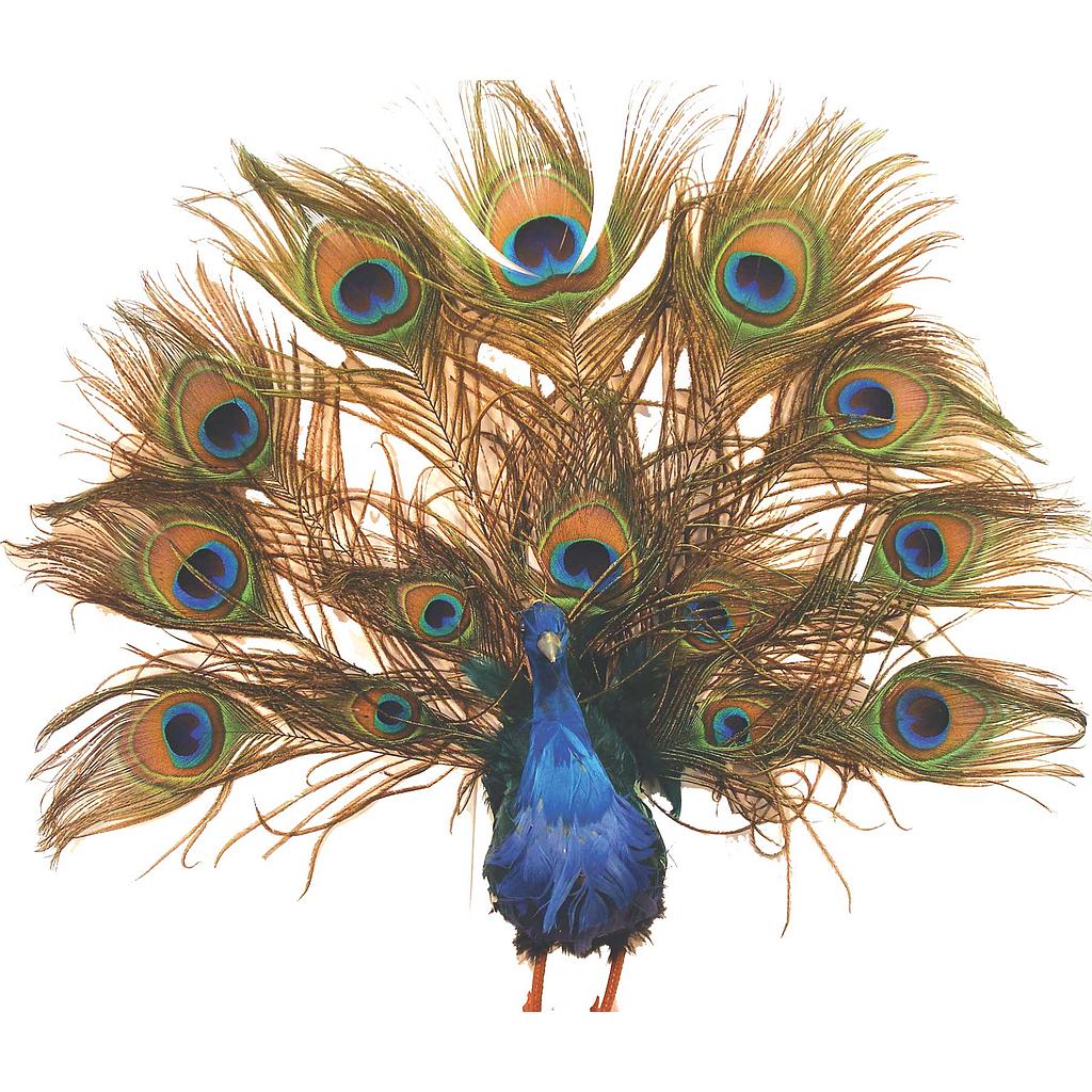 [B775] 16" PEACOCK OPEN TAIL FEATHERED PEACOCK TAIL