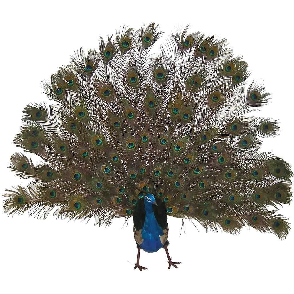 [B875] 60" PEACOCK OPEN TAIL FEA
