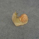 SNAIL WOOD 1x3.25" SAND/RUST
