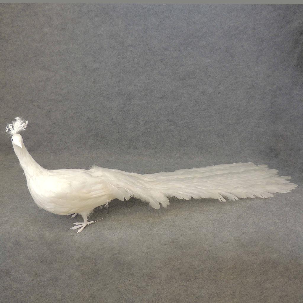 PEACOCK 60" CLOSE TAIL FEATHERED
