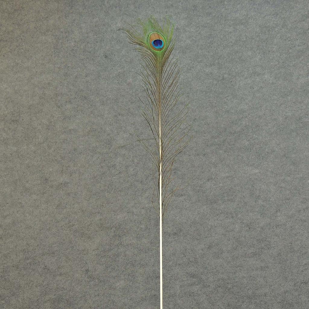 [BF-1] 35" FEATHERS PEACOCK (12PC BG)