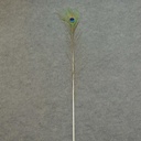 35" FEATHERS PEACOCK (12PC BG)