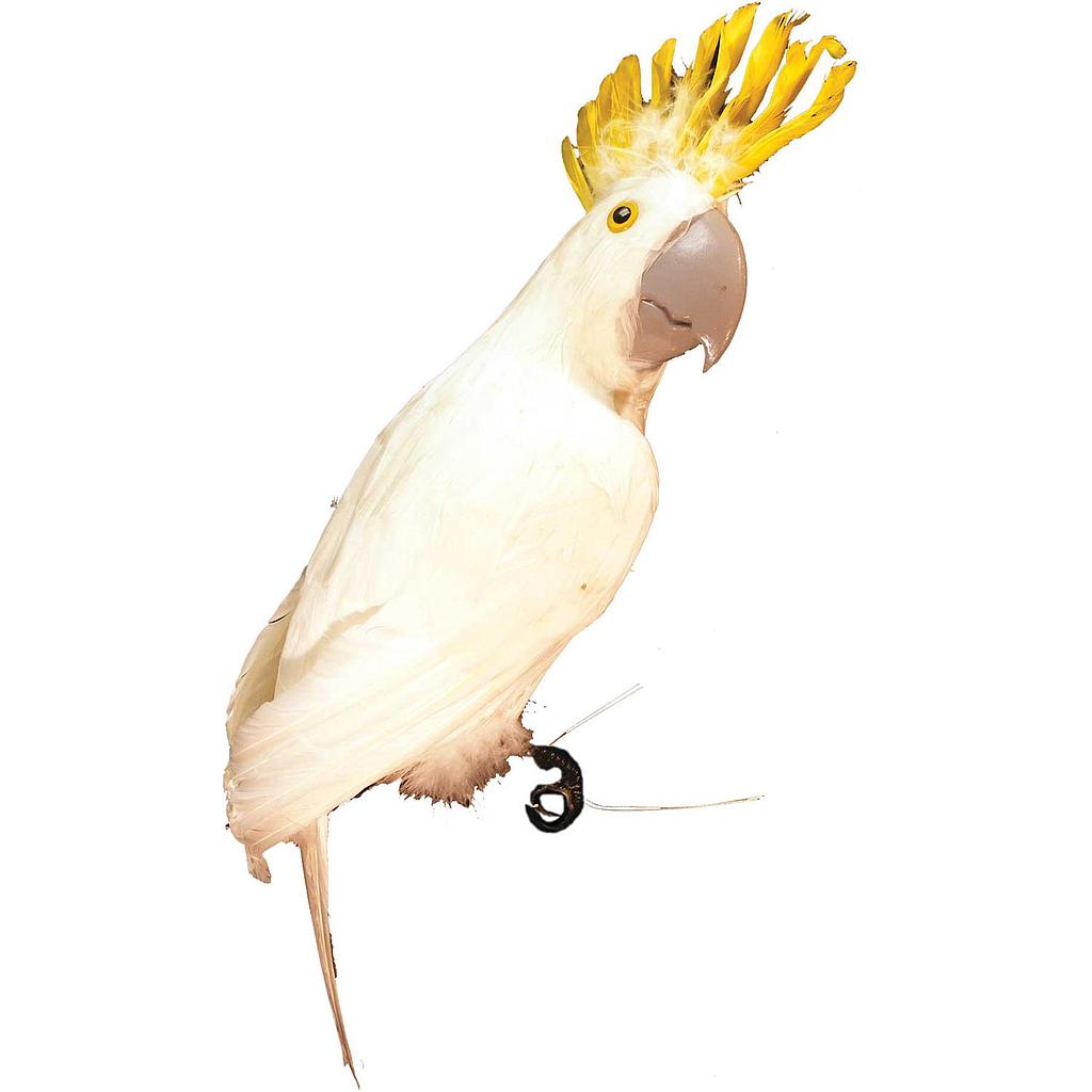 [B889W] 20" COCKATOO WHITE FEATHERED