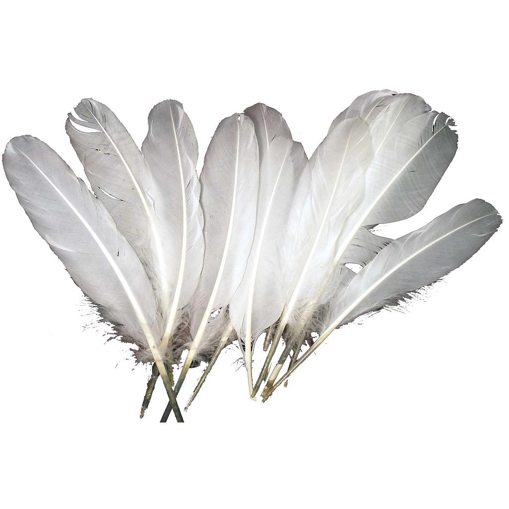 [BF-26] 8" -9" FEATHERS WHITE