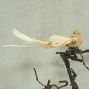 6" BIRD BURLAP/FEATHERNATURAL W/CLIP