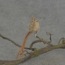 6.5" HUMMINGBIRD BURLAP/FEATR W/CLIP NATURAL