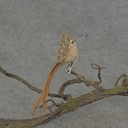 HUMMINGBIRD BURLAP/FEATR 6.5" W/CLIP  NATURAL