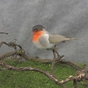 4" ROBIN COTTON/FEATHER W/CLIP