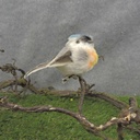 BIRD BABY FUZZY W/FEATHER 4" W/CLIP