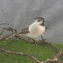 5" CHICKADEE FEATHER/COTTON W/CLIP