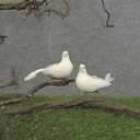 3" DOVE MUSH/FEA SITTING W/CLIP