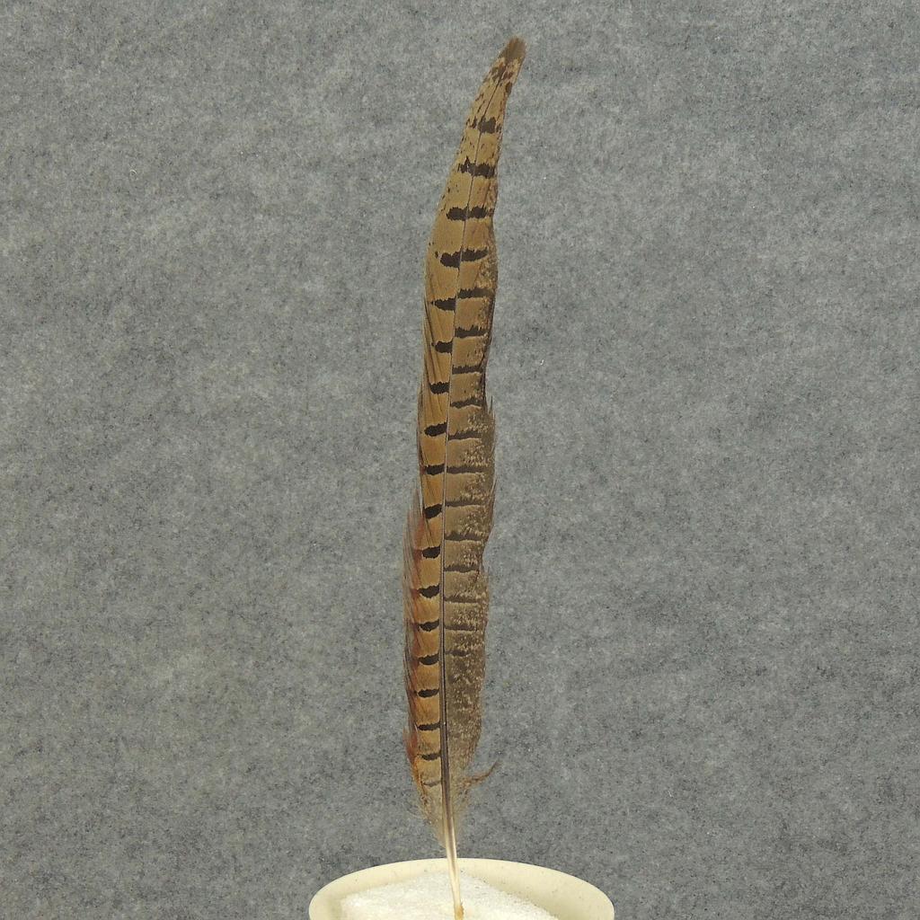 [BF-5] 12" -14" FEATHERS PHEASANT (12 PC BAG)
