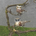 OWLS 3.5" BROWN MUSH/FEA 2-ASST W/CLIP