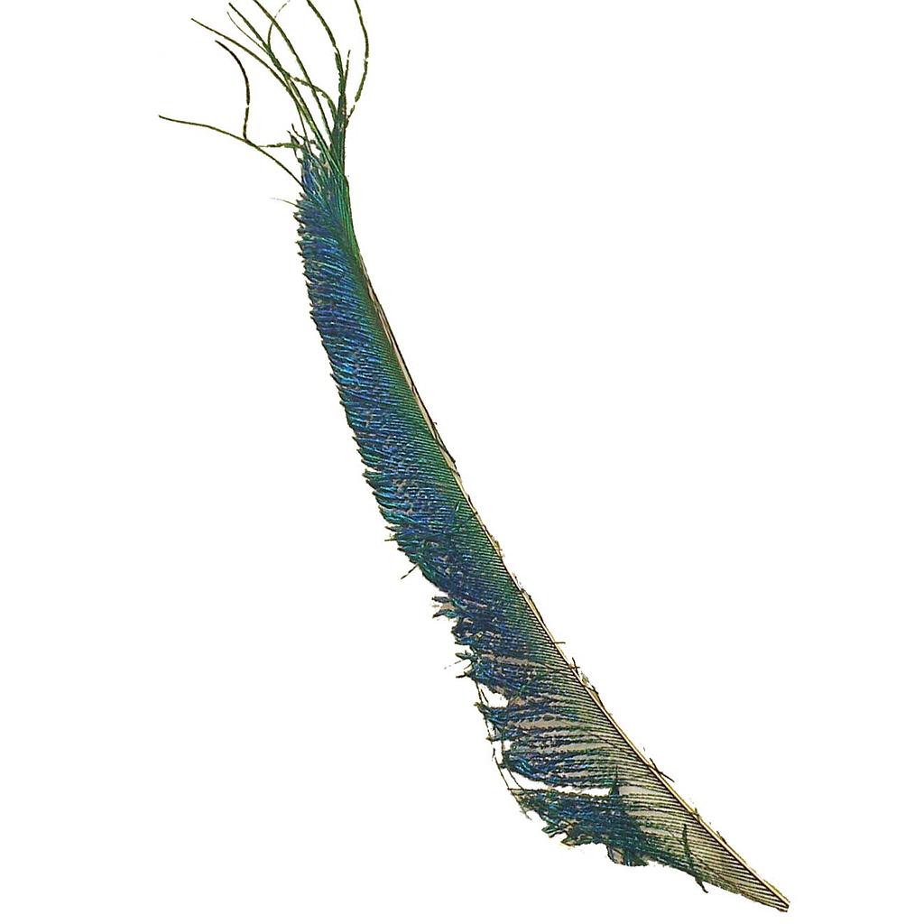 FEATHERS PEACOCK SWORD 14&quot;