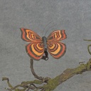 BUTTERFLY W/CLIP  4" BLACK/ORANGE