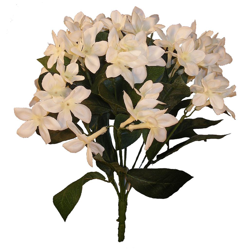 STEPHANOTIS BUSH X12 CRM/WHITE