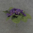 AFRICAN VIOLET PICK PURPLE  PURPLE
