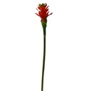 27" BROMELIA PLANT