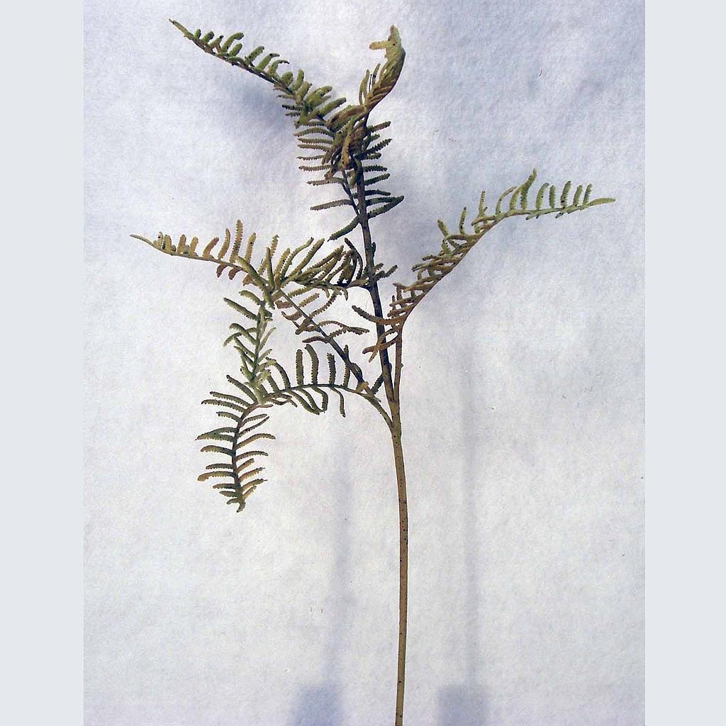 [S1253-GRN] 28" FERN BOSTON SPRAY GREEN