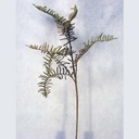 28" FERN BOSTON SPRAY GREEN