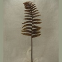 FERN LEATHER SPRAY 34" DK BROWN