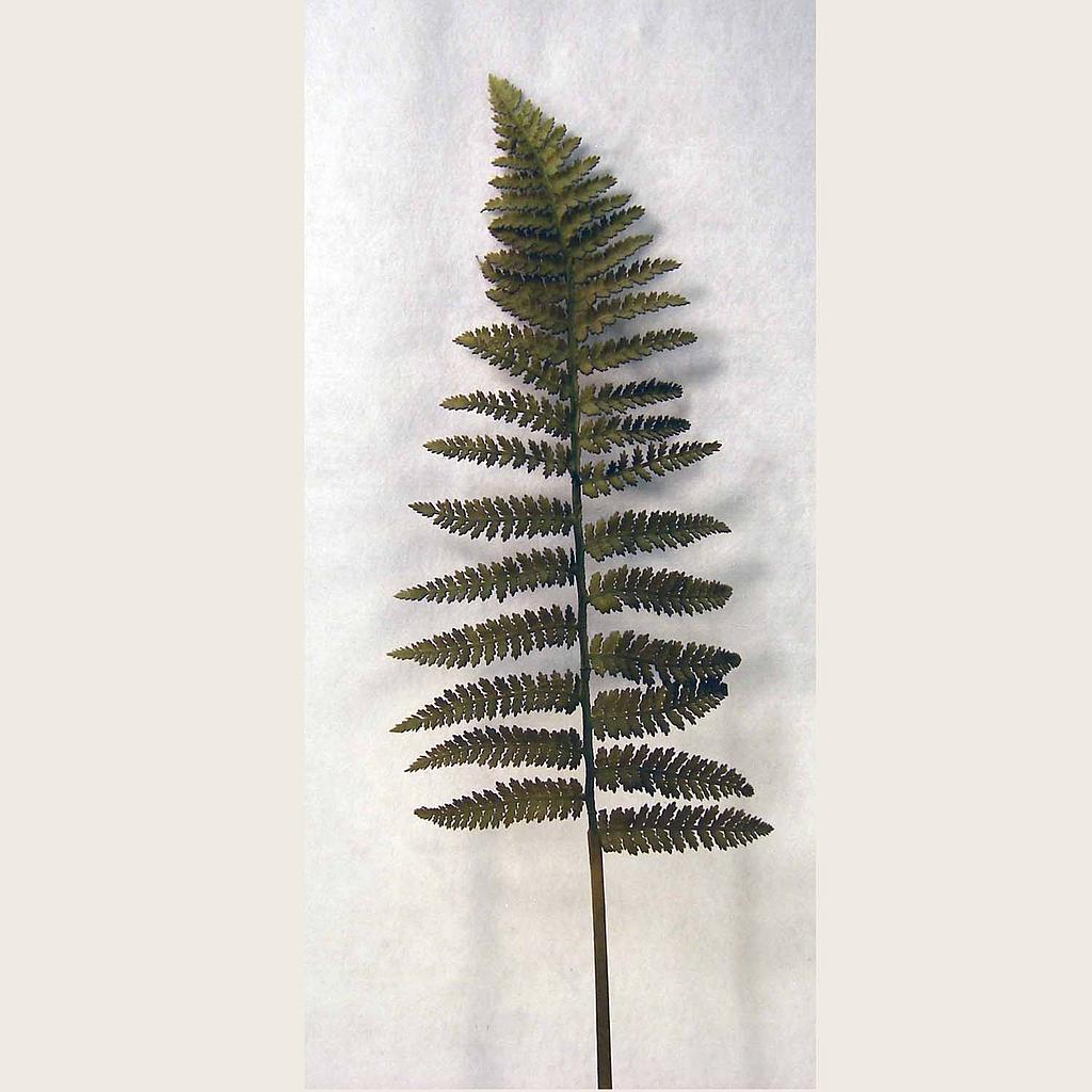 FERN LEATHER SPRAY 34" DK GREEN