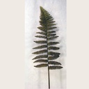 34" FERN LEATHER SPRAY DK GREEN