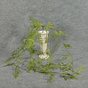 FERN FORMOSA 42&quot;