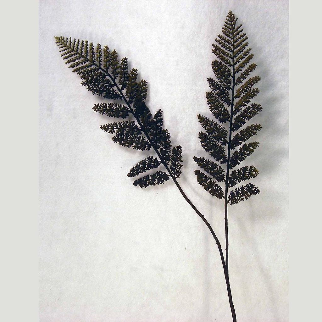 FERN BOSTON SPRAY X2 31"  DARK BROWN