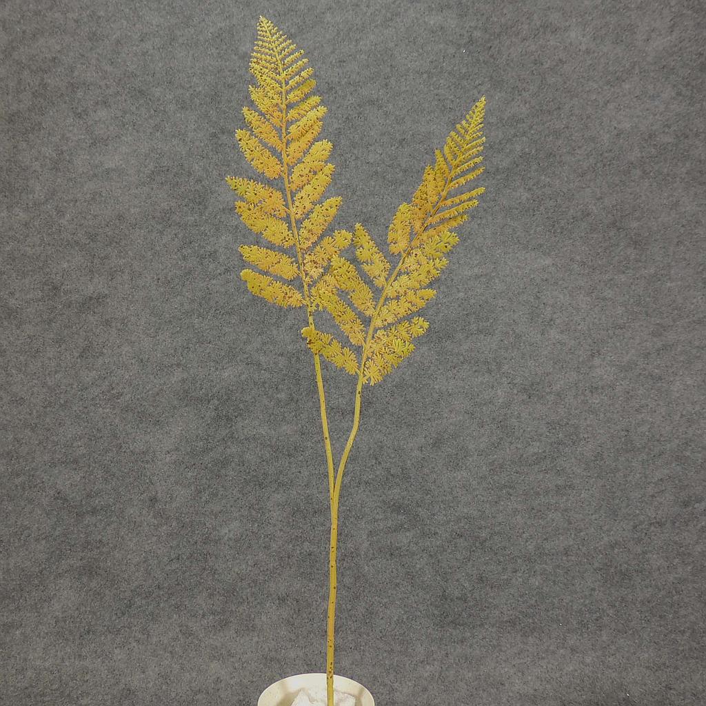 FERN BOSTON SPRAY X2 31&quot;  GREEN