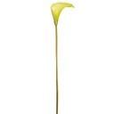 24" CALLA LILY SPRAY GREEN SGL 6PC BG