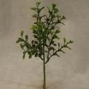 8" BOXWOOD PICK GREEN
