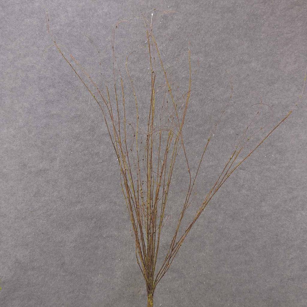 TWIG ARTIFICIAL HONEYSUCKLE 32" NATURAL BROWN