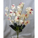 24" PHALAENOPSIS BUSH X6 SATIN PNK/CRM