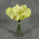 ORCHID 10.5" SATIN BUNDLE X6  LIGHT GREEN