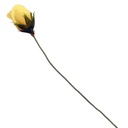 ROSE BUD SOFT YELLOW