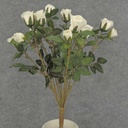 ROSE BUSH MINI   X11    CREAM