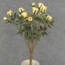 ROSE BUSH MINI   X11 LT.YELLOW