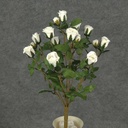 ROSE BUSH MINI   X11 TRUE WHITE